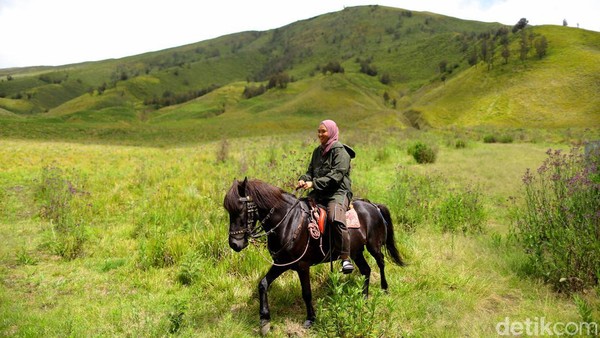Kuda di Bukit Teletubbies Bromo