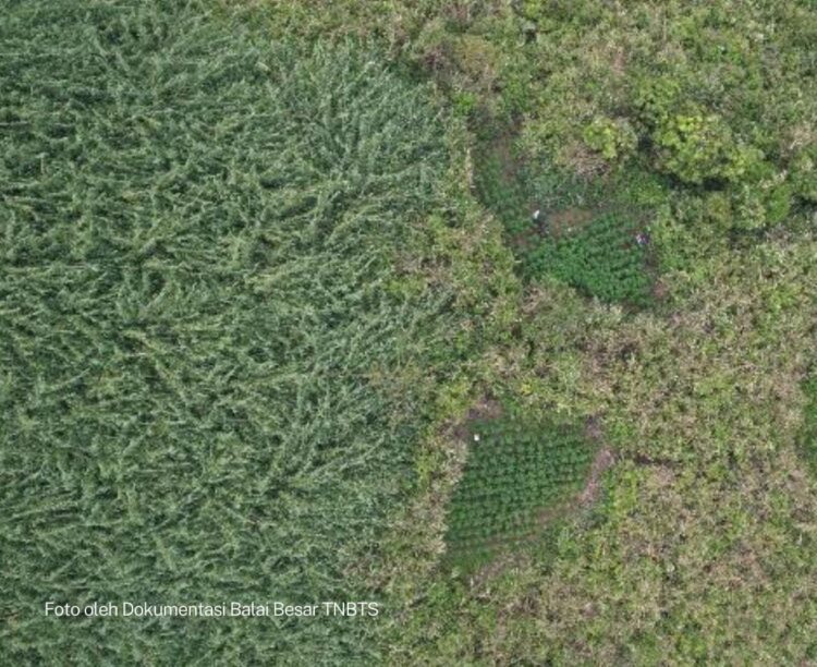 Pemandangan Gunung Semeru dari TNBTS