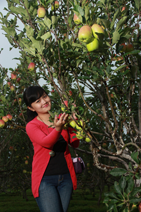 Petik Apel di Kusuma Agrowisata