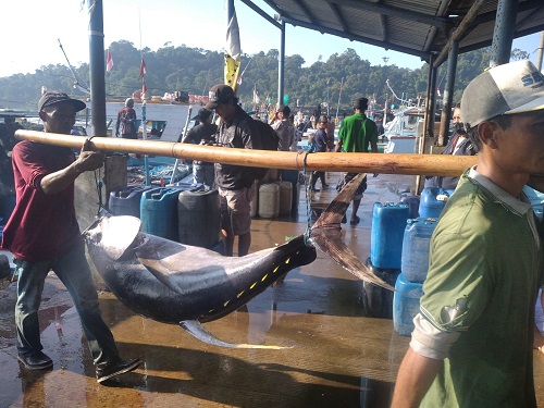 Ikan Hasil Tangkapan Sendang Biru