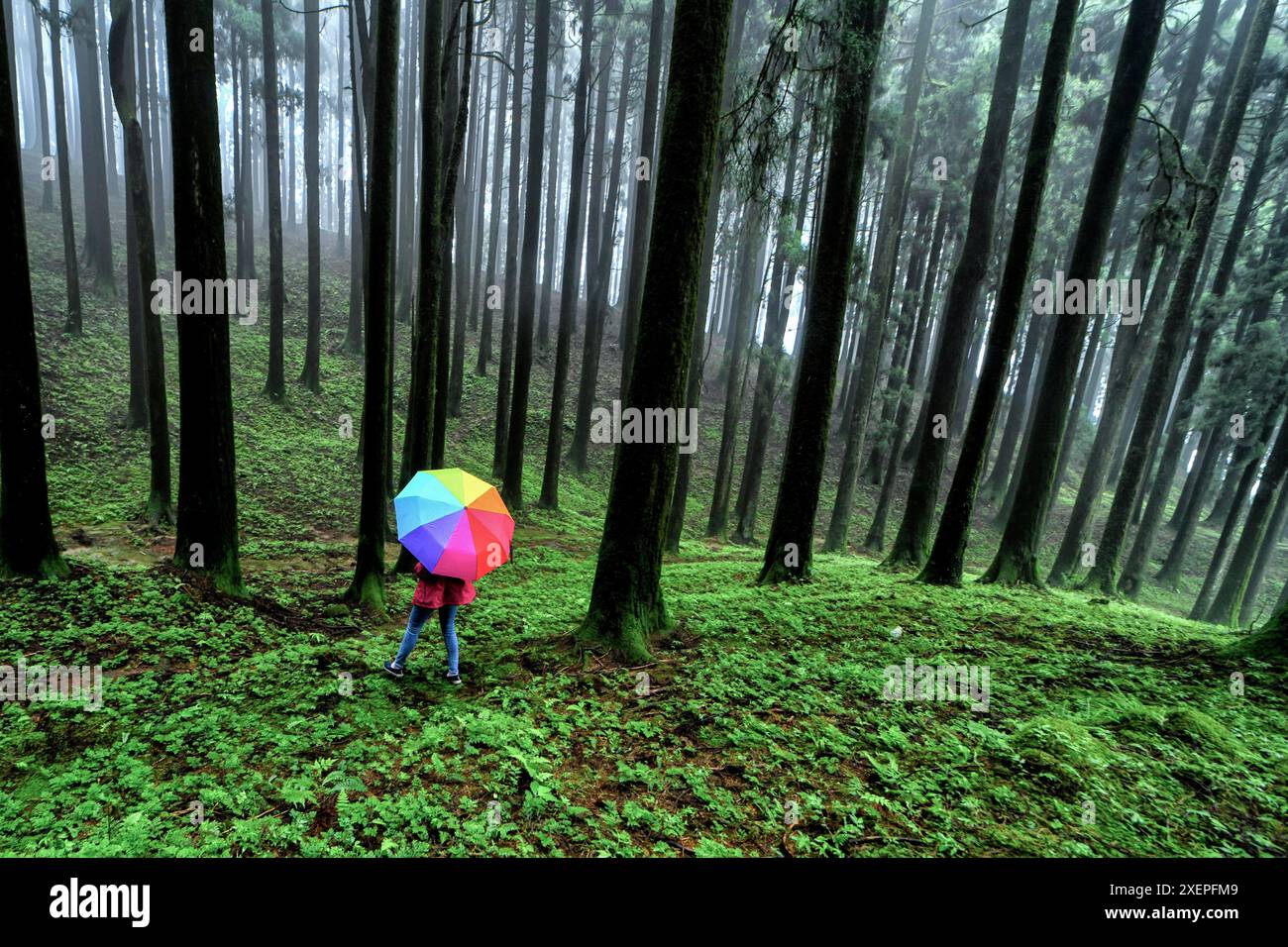 Hammock di Goa Pinus